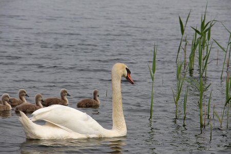 Water bird pride cygnet photo