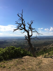 Cliff tree clouds
