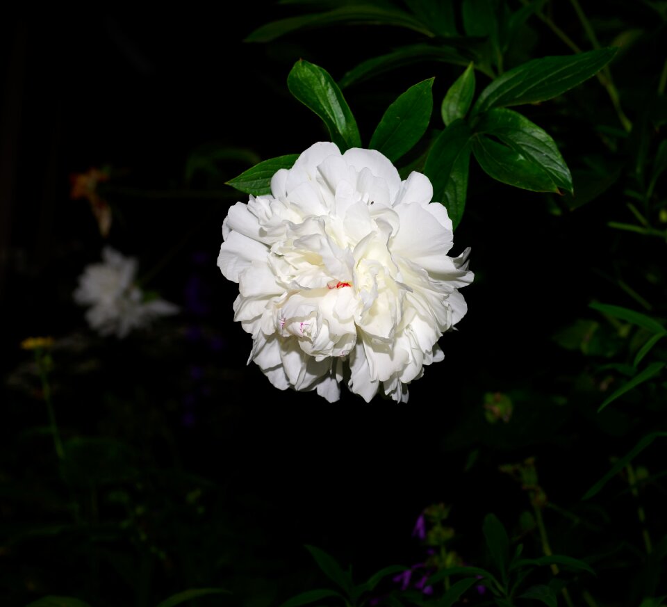 Peony beautiful garden
