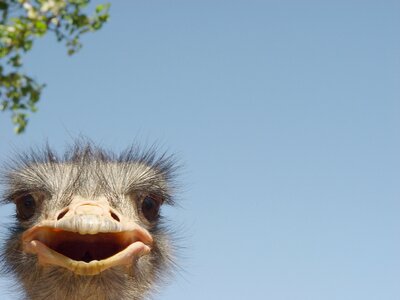 Neck beak bird