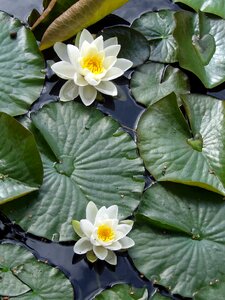 Pond aquatic plant flowers