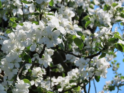 Flowers white summer