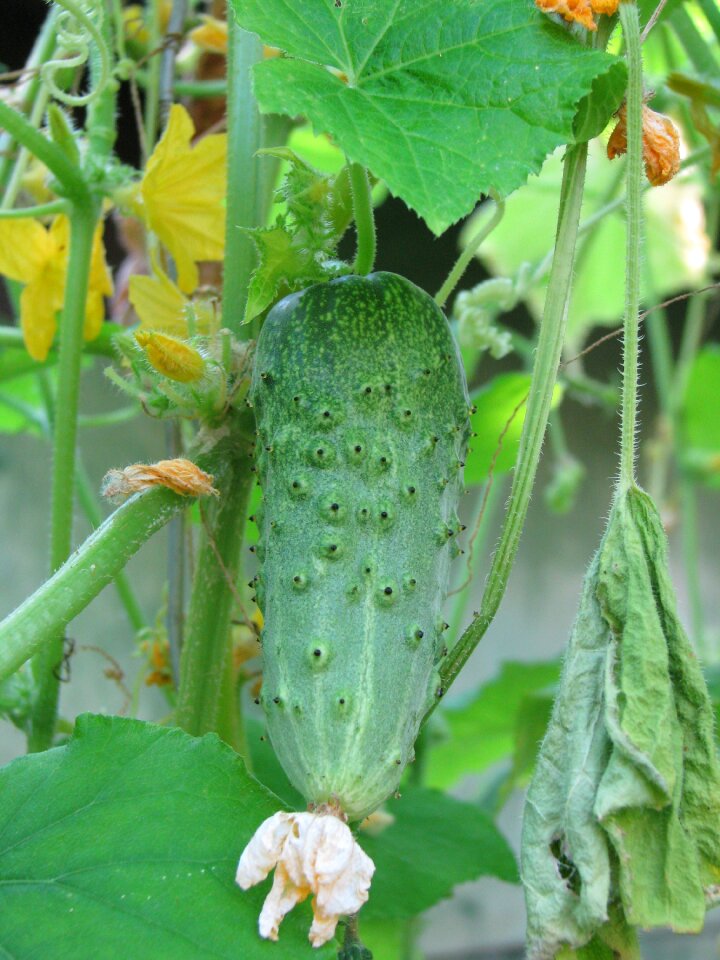 Vegetable gherkin fresh