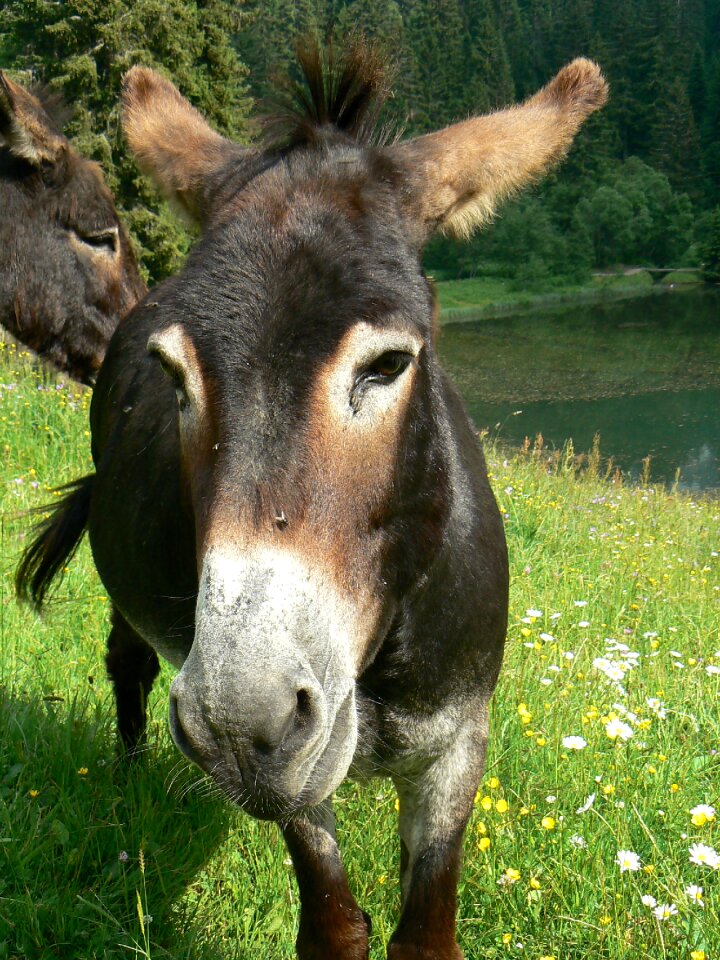 Equine long ears têtu