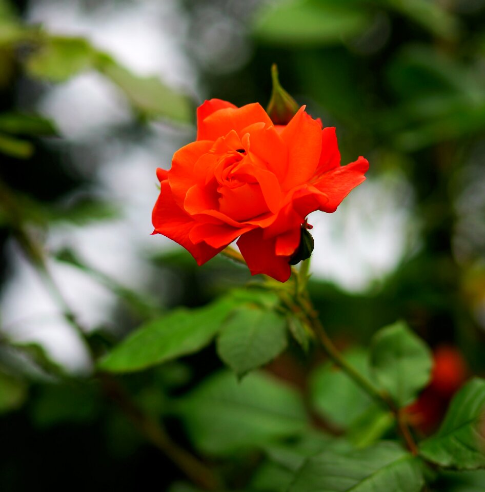 Rose early summer fragrant