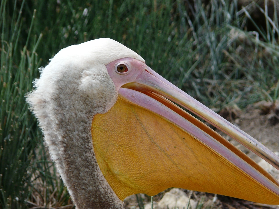 Bird animal nature