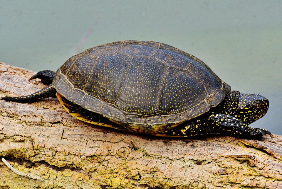 Slowly nature water