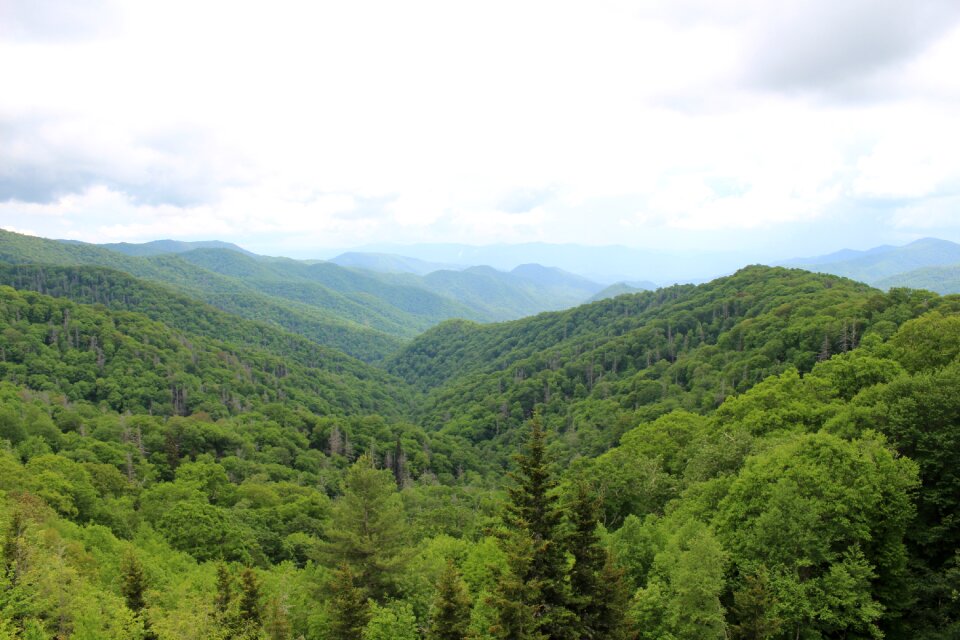 Country green nature landscape
