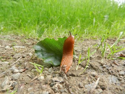 Path orange peel snail