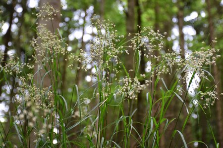 Impression forest fairy tales photo