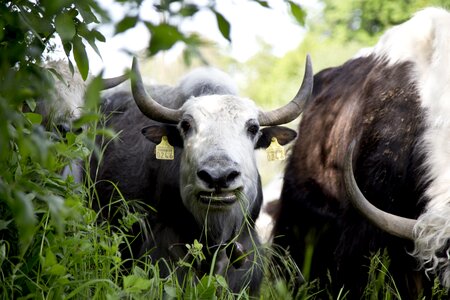 Cattle agriculture switzerland