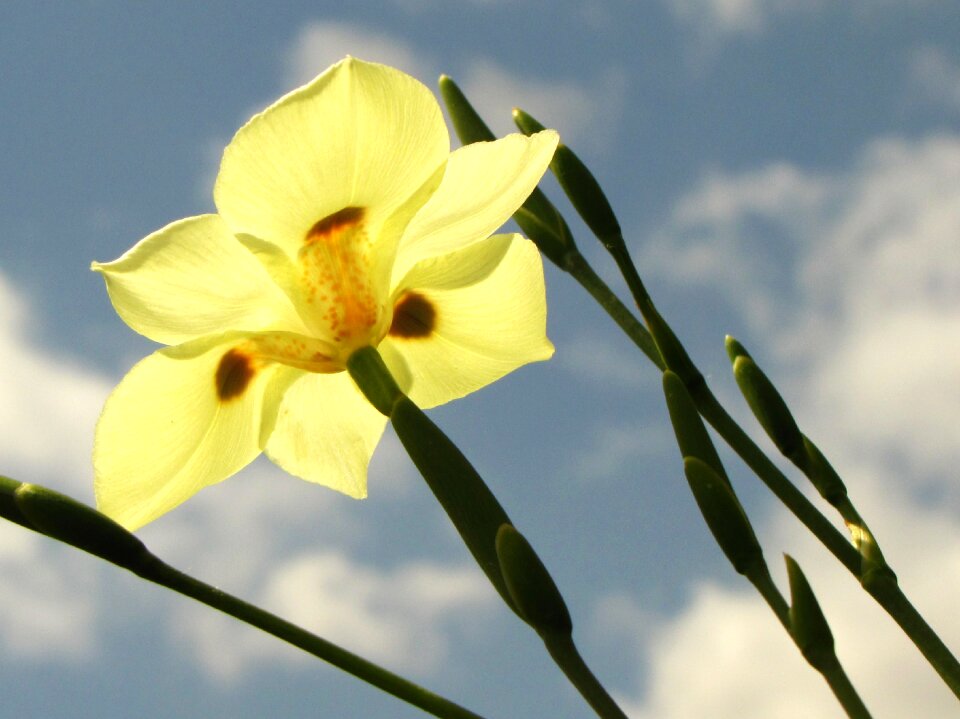 African iris fortnight lily nature