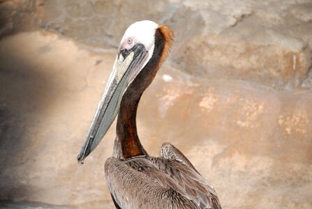 Bird animal