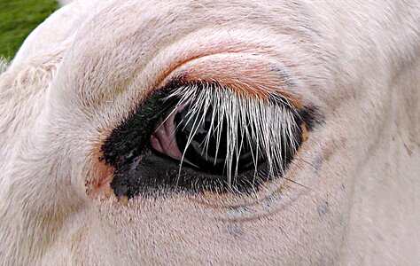 Cow's eye head cow's head photo