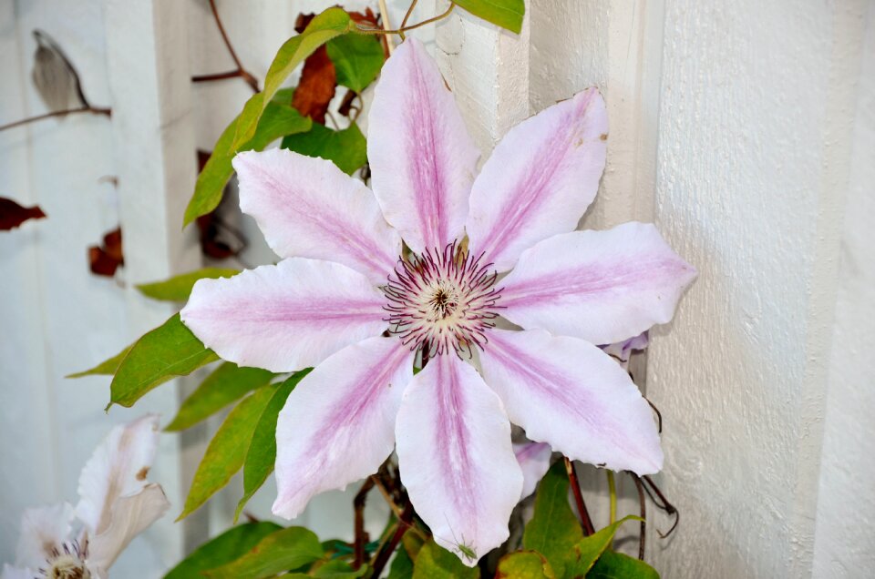 Pink trellis plants