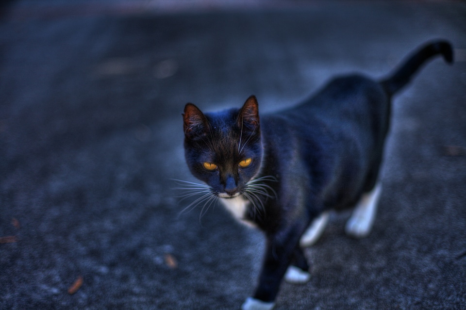Feline kitten kitty