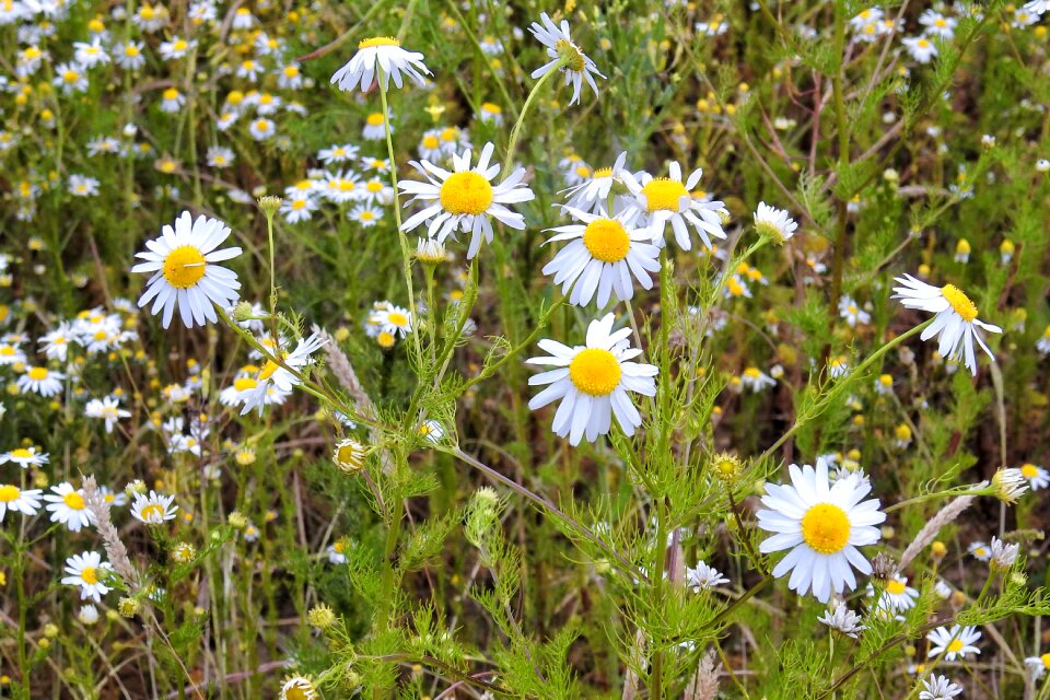 Medicinal plant roadside edge of field
