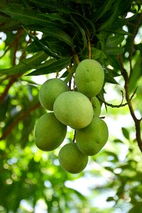 Food tropical plant