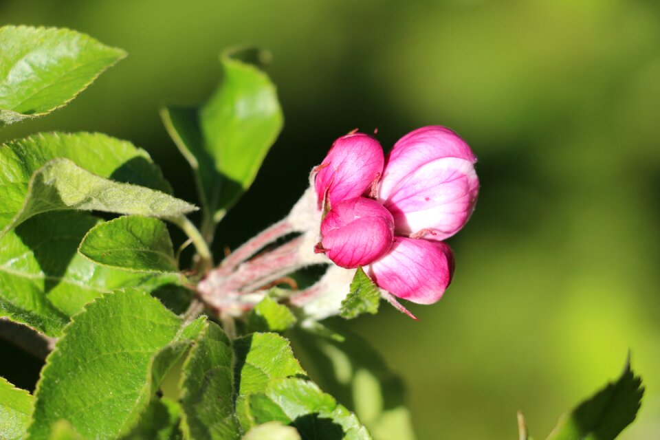 Spring apple blossom leaves