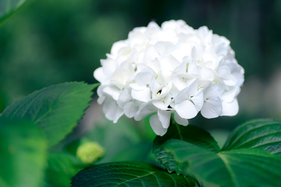 Green leaf nature