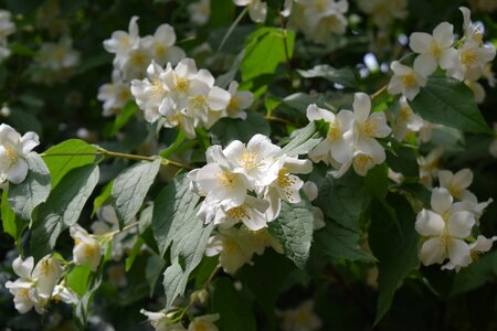 Bush fragrance summer jasmine photo