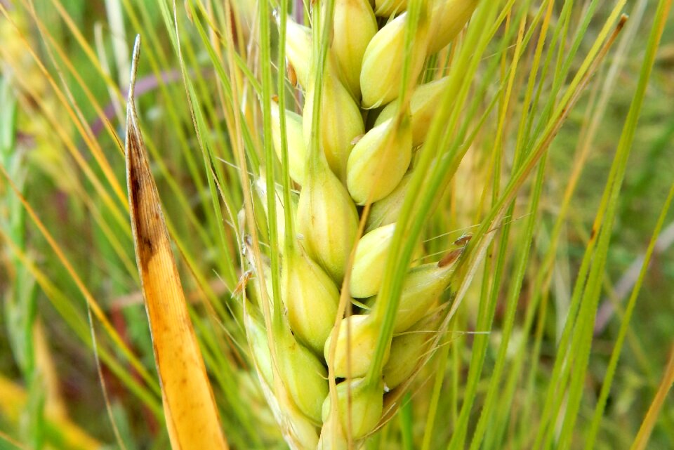 Field plant agriculture