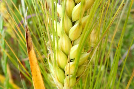 Field plant agriculture