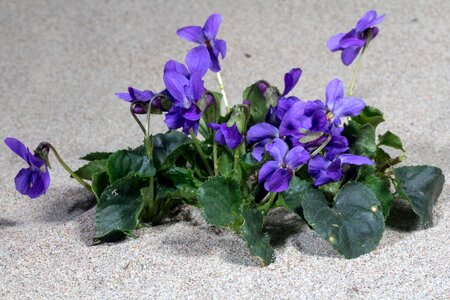 Bloom spring wald violet photo