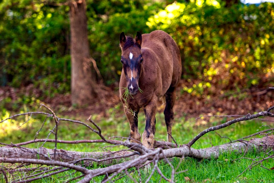 Eatting grass pasture forest