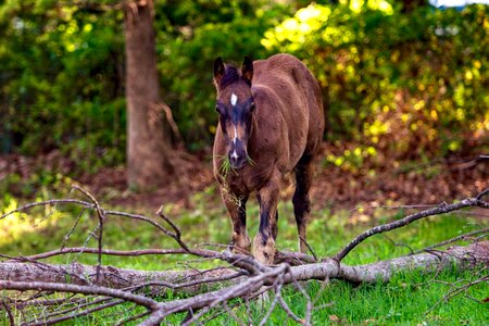 Eatting grass pasture forest