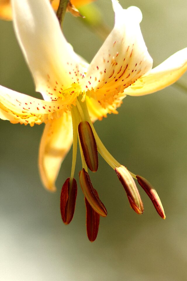 Pollen plant flora