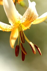 Pollen plant flora