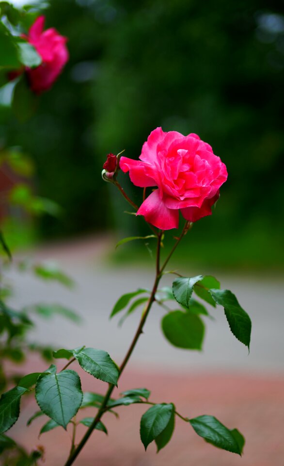 Flowers rainy day red roses