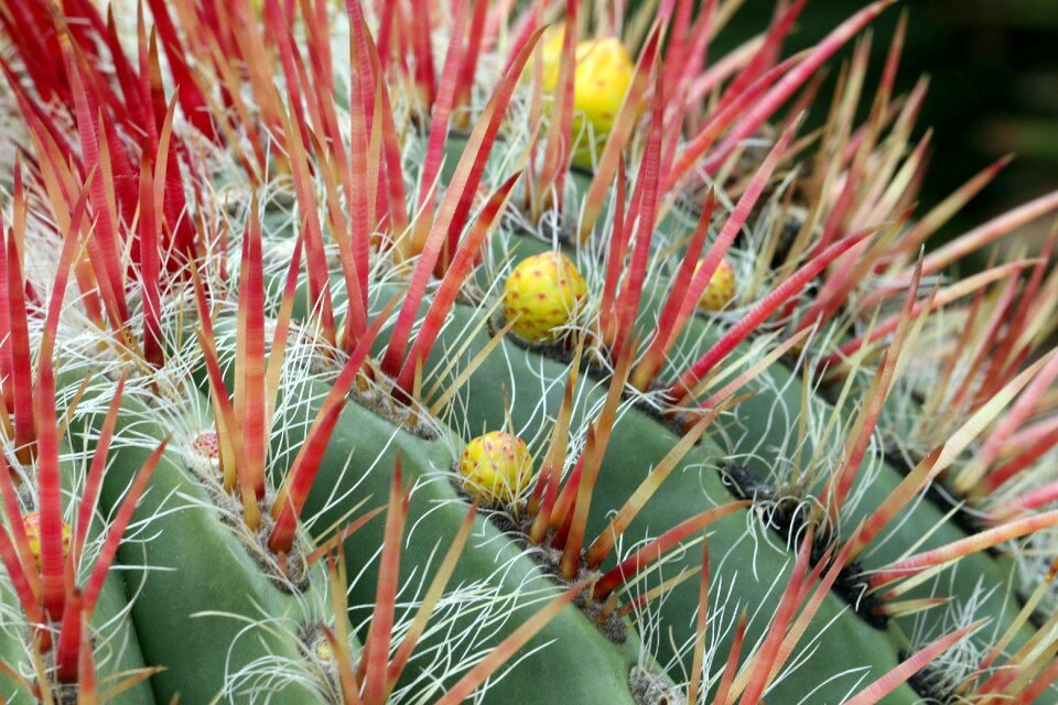 Ciepłolubne plants needles stabbing