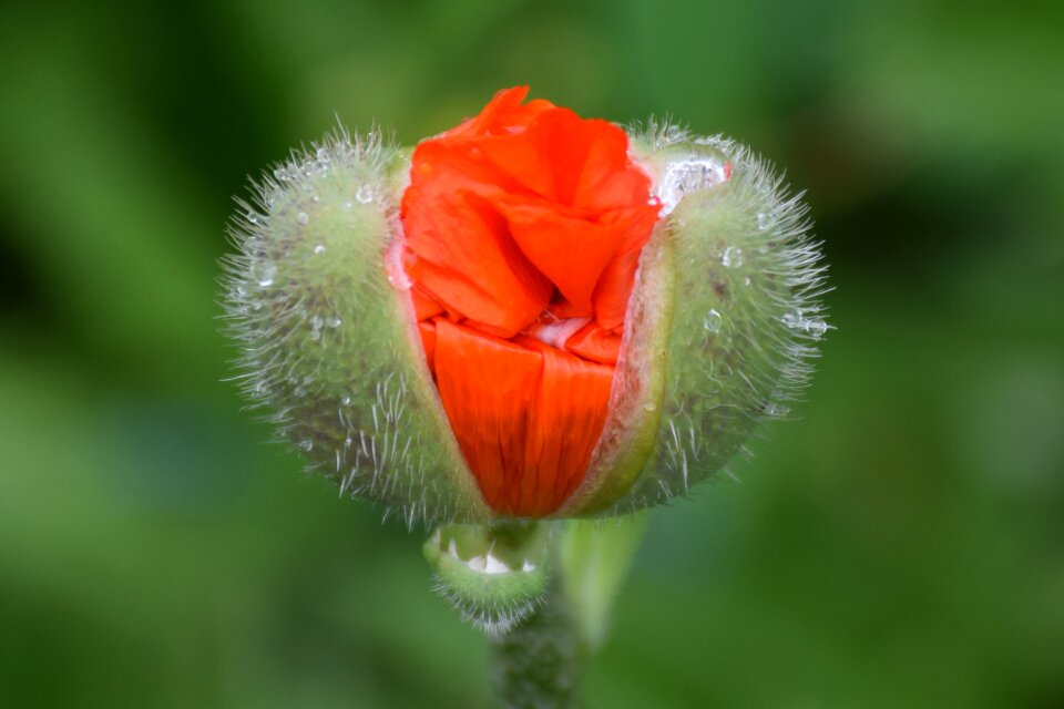 Green orange klatschmohn photo