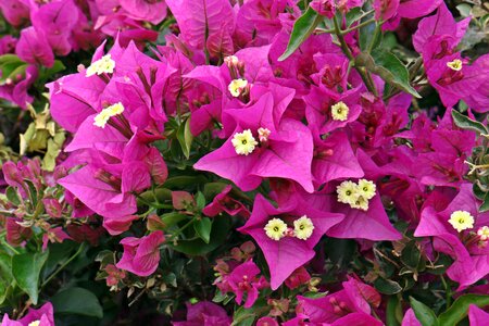 Pink a garden plant summer plants