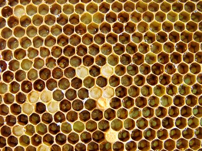 Larvae hatching insect