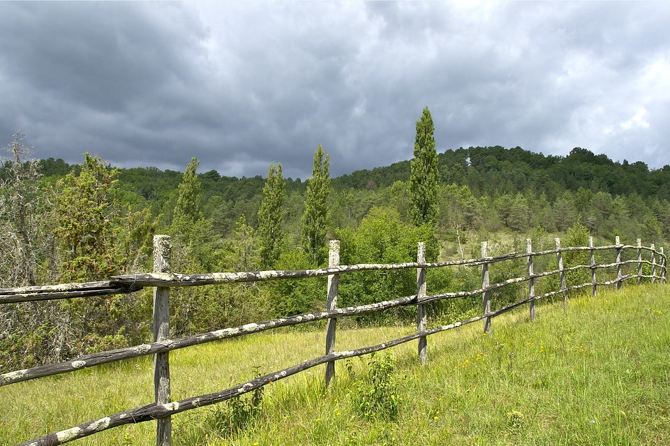 Forest trees woods