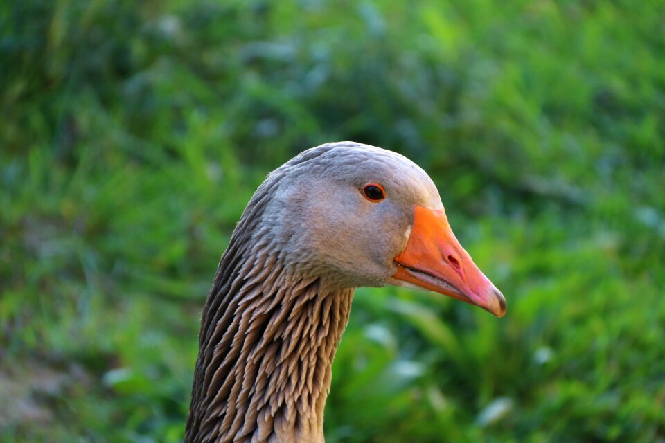 Goose toulouse goose country life