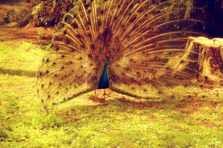 Bird feathers wheel