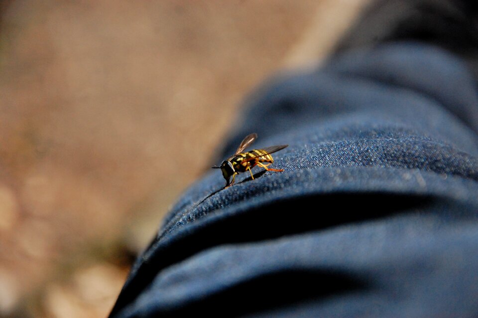 Pants macro insect