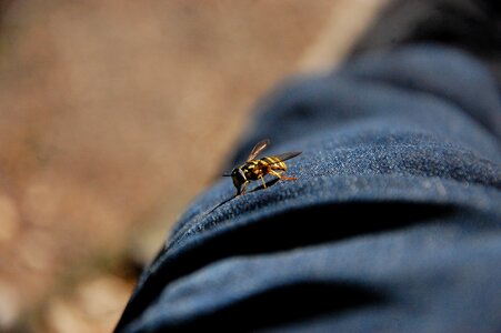 Pants macro insect