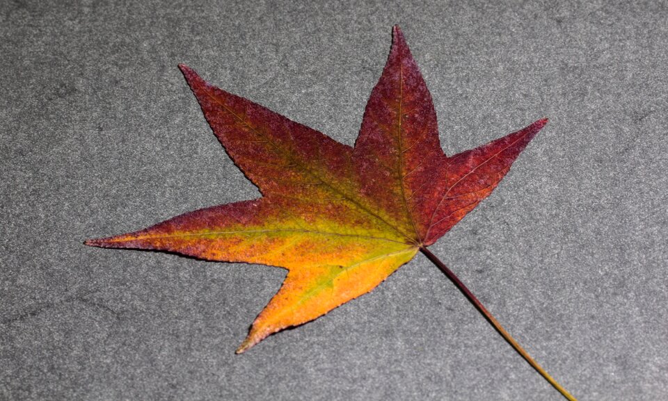Background fall leaves foliage