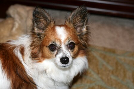 Canine dog breed big ears photo