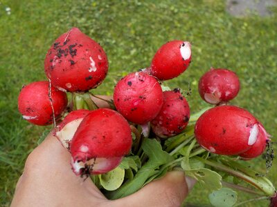 Vegetables spring harvest