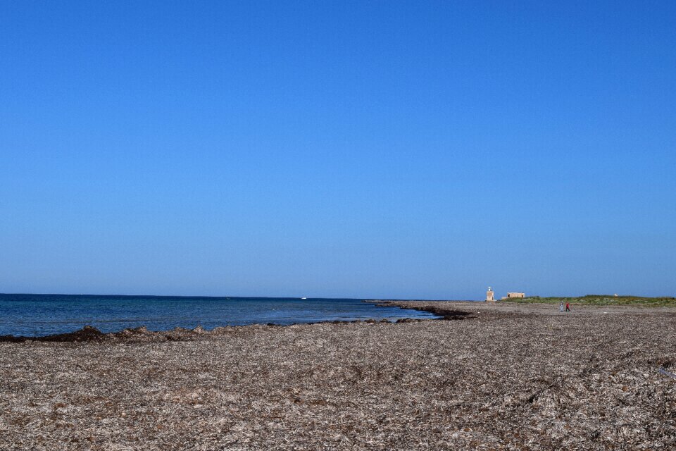 Mediterranean seaweed originally