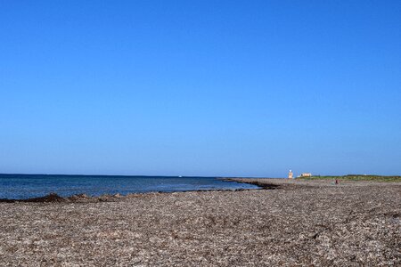 Mediterranean seaweed originally photo