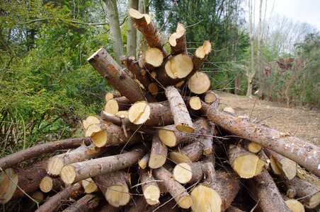 Wood timber woodpile