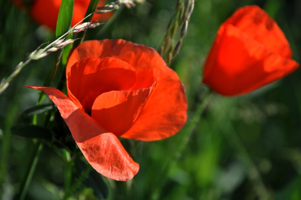 Nature flowers field
