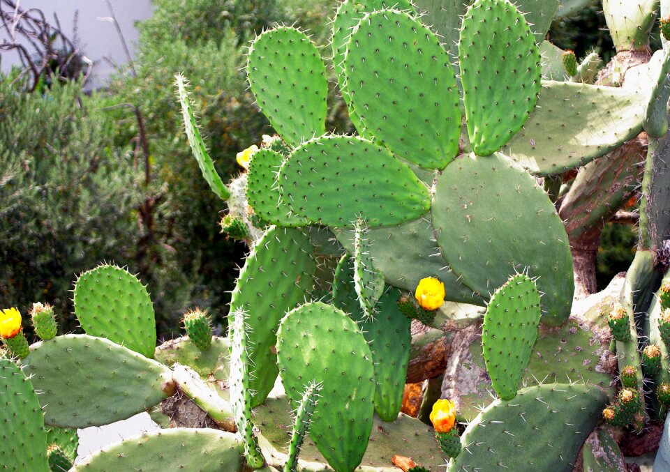 Quills botany prickly pear